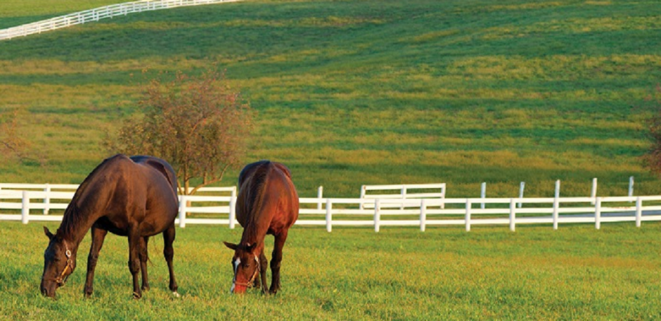 Lawn Seed Horsemax Paddock (10kg bag)